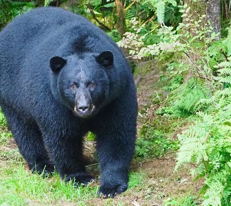 Alaska Rainforest Sanctuary