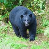 Image related to Alaska Rainforest Sanctuary