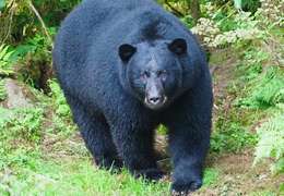 IgluCruise.Application.ViewModels.Shared.WebImageViewModel?.Description