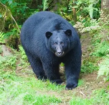 Image related to Alaska Rainforest Sanctuary