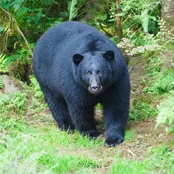 Image related to Alaska Rainforest Sanctuary