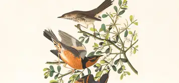 Image related to McLean Museum