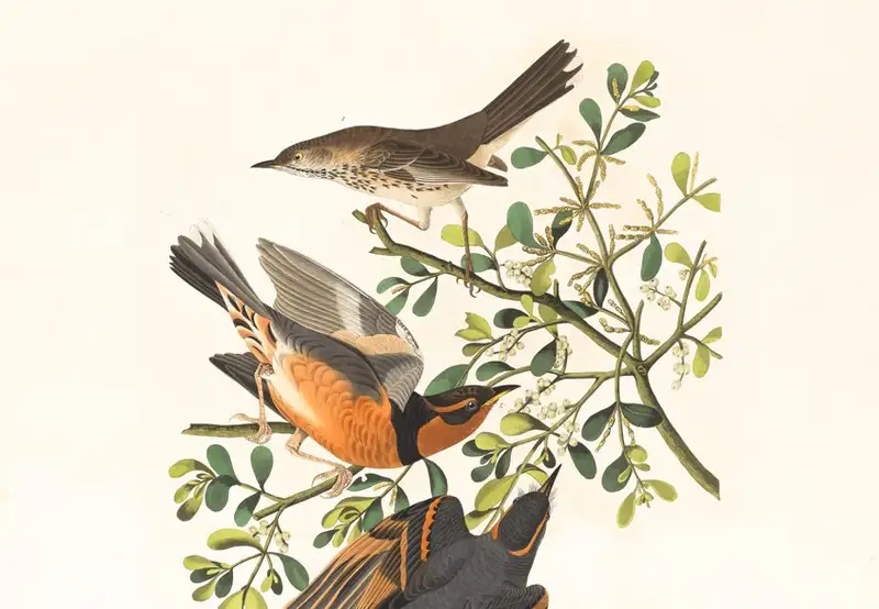 Image related to McLean Museum