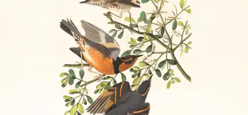 Image related to McLean Museum