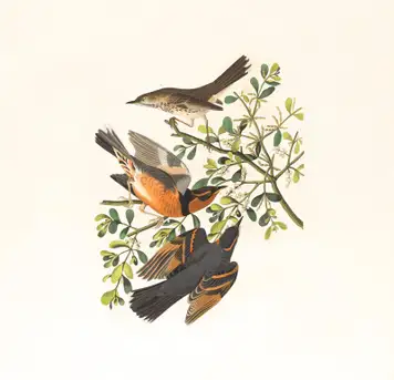 Image related to McLean Museum