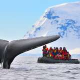 The tail of a whale breaks the surface as a group of travellers look on from a rigid inflatable boat
