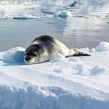 Leopard Seal