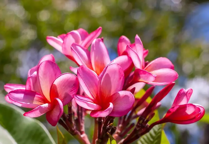 Botanic Gardens