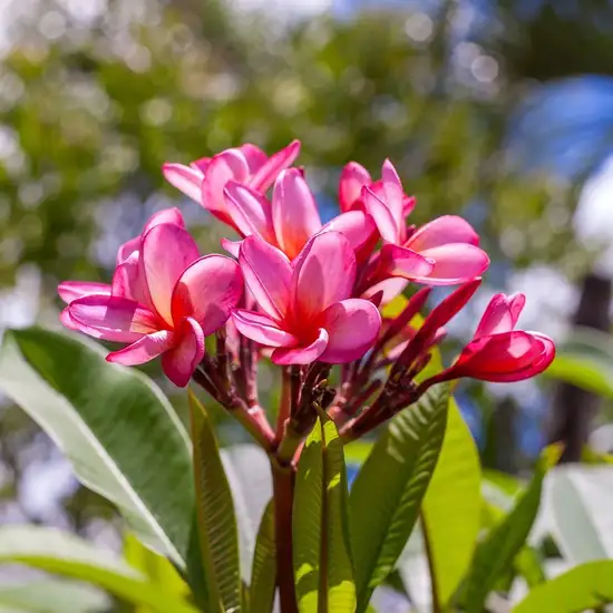 Image related to Botanic Gardens