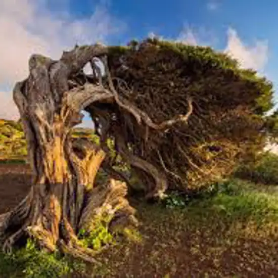 Image related to Puerto de la Estaca, El Hierro