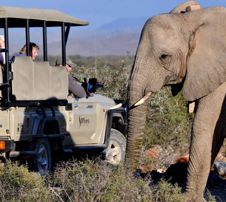 6-Night Thompson's Africa Tour - Cape Town, Stellenbosch & Sanbona