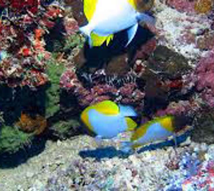Snorkel at Motu Ofetaro