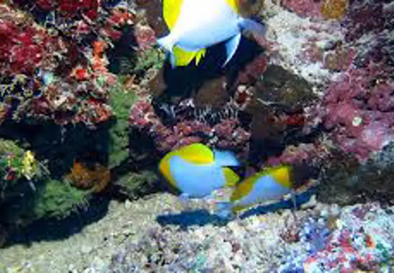 Snorkel at Motu Ofetaro