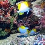 Image related to Snorkel at Motu Ofetaro