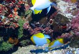 IgluCruise.Application.ViewModels.Shared.WebImageViewModel?.Description