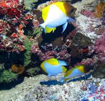 Image related to Snorkel at Motu Ofetaro