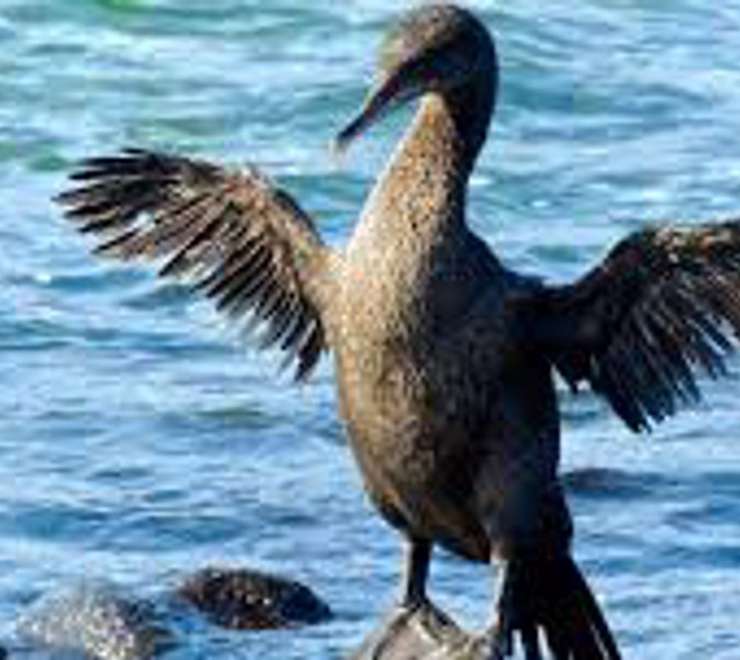 Observe Flightless Cormorants