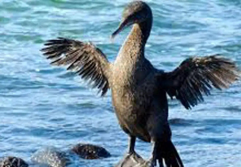 Observe Flightless Cormorants