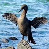 Image related to Observe Flightless Cormorants