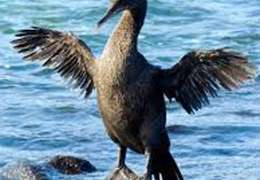 IgluCruise.Application.ViewModels.Shared.WebImageViewModel?.Description