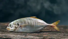 Image related to Image related to Westfjord History Museum