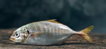 Image related to Westfjord History Museum