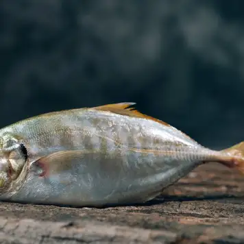 Image related to Image related to Westfjord History Museum