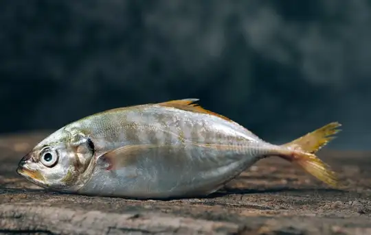 Image related to Westfjord History Museum