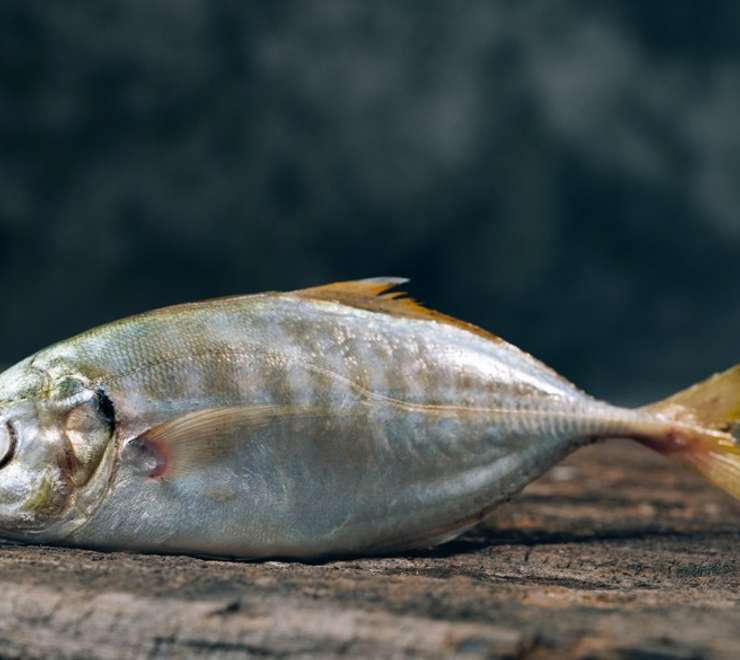 Westfjord History Museum