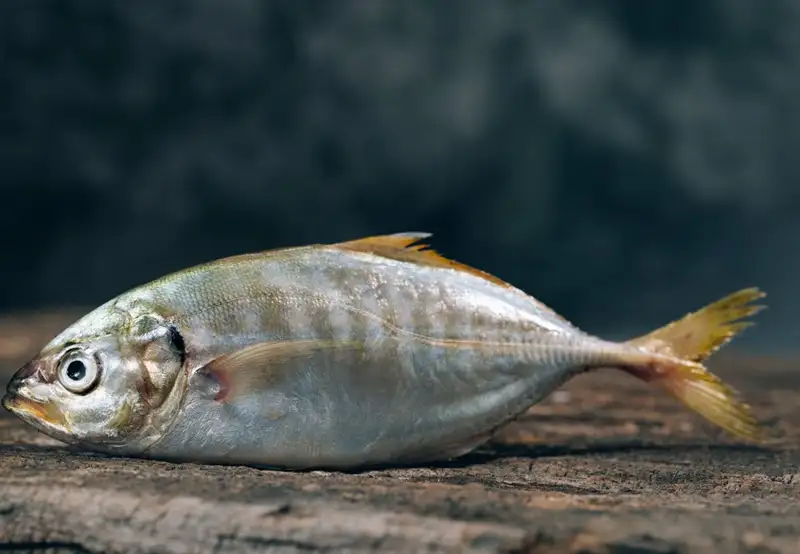 Image related to Westfjord History Museum