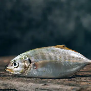 Image related to Westfjord History Museum