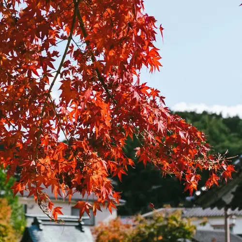 Image related to Yatsushiro