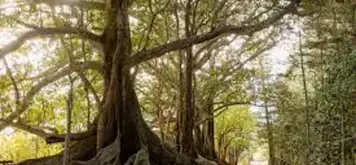 Image related to Norfolk Island National Park