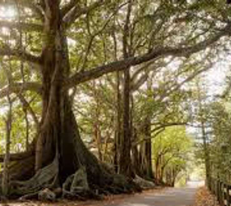 Norfolk Island National Park