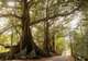 Norfolk Island National Park