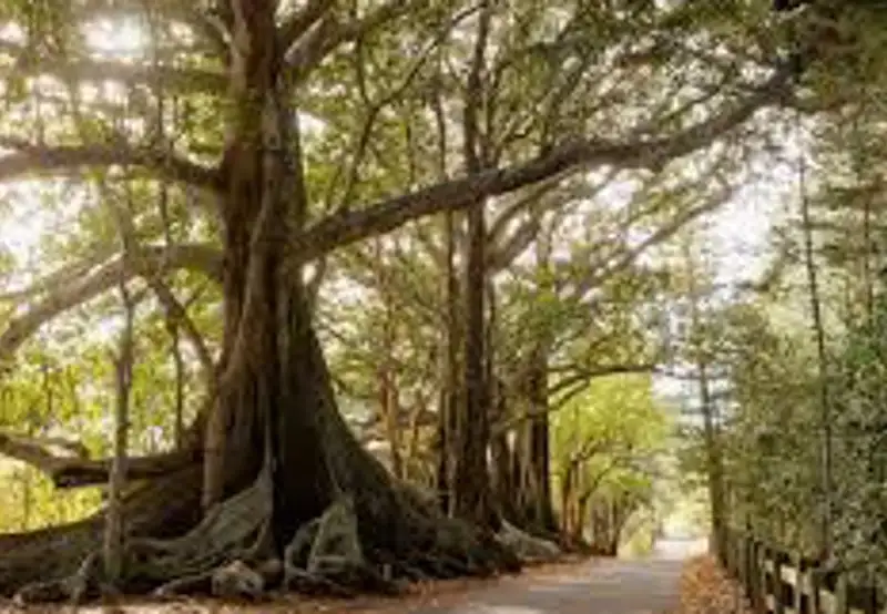 Norfolk Island National Park