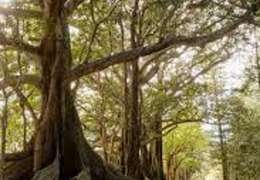 IgluCruise.Application.ViewModels.Shared.WebImageViewModel?.Description