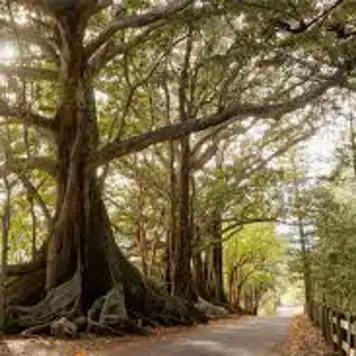 Image related to Norfolk Island National Park