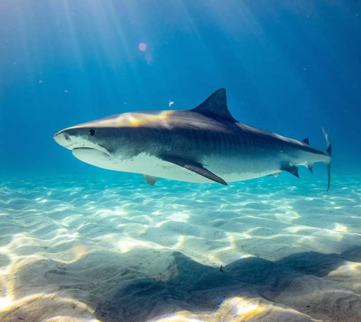 Shark Island