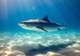 Shark Island