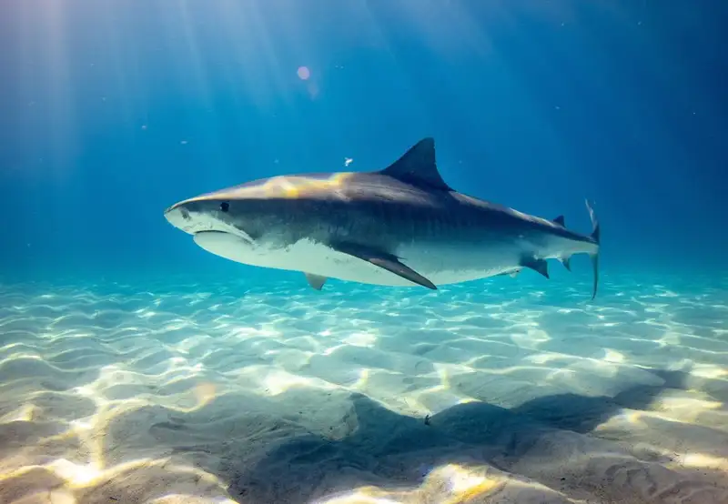 Shark Island