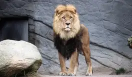 Image related to Auckland Zoo