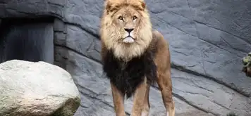 Image related to Auckland Zoo