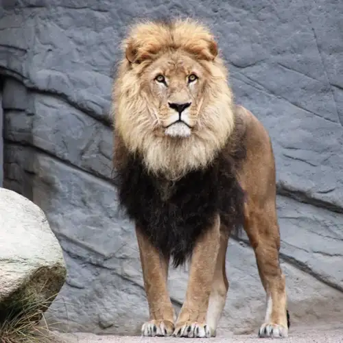 Image related to Auckland Zoo