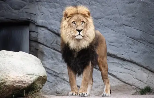 Image related to Auckland Zoo