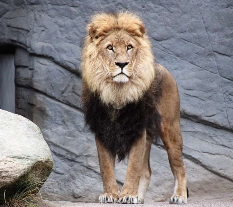 Auckland Zoo