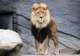 Auckland Zoo