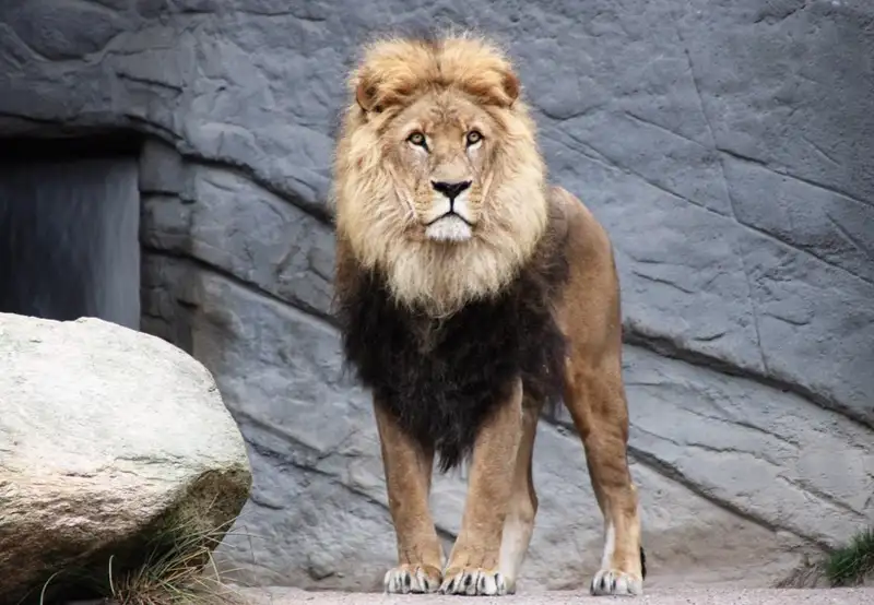Auckland Zoo