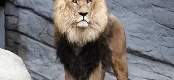 Image related to Auckland Zoo