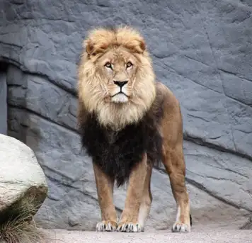 Auckland Zoo